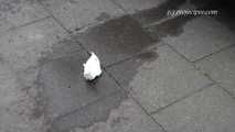 054002 Maja Pees In The Street