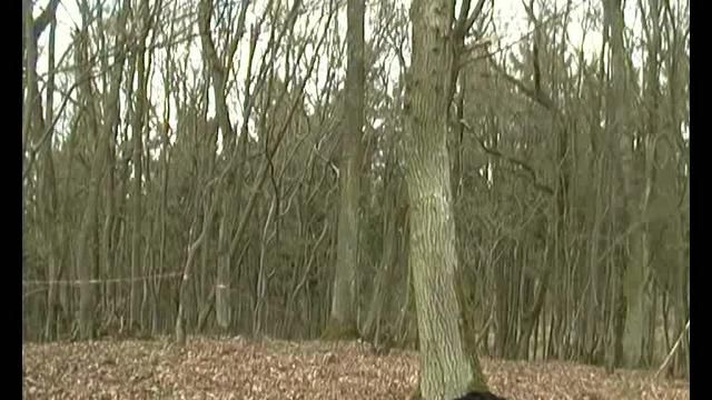 himself tied to a tree 1/3