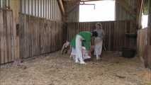 Hausschlachtung des Schweinchens im Stall