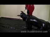 Bad Puppy Training