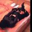 Selesta Naughty - Vampir Mädchen bekommt perfekte Hogtie von ihrem Partner (video)