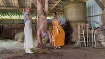 Schlachtfest! Es gibt frischen Bacon! HumanPig