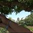 Christmas Bonus Update - Yvette tied to the Ant Tree...