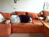 Hogtied on the couch