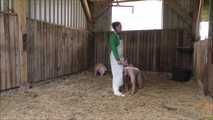 Hausschlachtung des Schweinchens im Stall