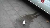 054002 Maja Pees In The Street