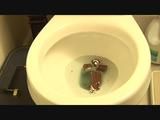 Toilet flushing chocolate cake logs 