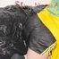 Lucy wearing a sexy black/yellow shiny nylon shorts and a yellow rain jacket preparing her sofa with a special cloth to enjoy it (Pics)
