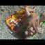HIDDEN CAM AND FUCKING COUPLES