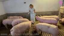 Clip #023 Which pig should it be? #Stall #Apron #Butcher