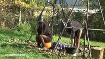 Happy Halloween! Pumpkin head sitting