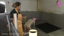 Clip #007 Veterinarian in the pigsty- the mixed group #stable