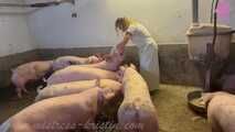 Clip #023 Which pig should it be? #Stall #Apron #Butcher
