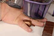 The Chocolate Thief