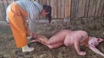 Das schmutzige Schwein wird geschlachtet ( Rollenspiel )