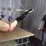 Penetrated, Spanked, Waxed