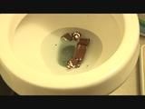 Toilet flushing chocolate cake logs 