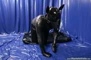 Rubber dog days