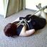 Sandra hogtied 4/4