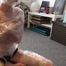 Home Bound Cling Film Escape Challenge for Muriel