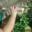 HDC Project - The BBW Girl 01