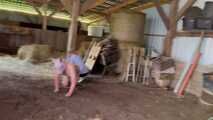 Schlachtfest! Es gibt frischen Bacon! HumanPig